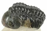 Detailed Reedops Trilobite - Aatchana, Morocco #249809-3